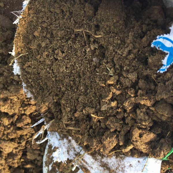 Phân bò nguyên liệu